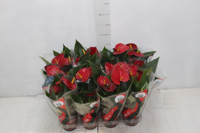 <h4>ANTHURIUM RED SUCCESS P09</h4>