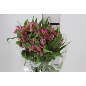 ALSTROEMERIA PINK ESCURA FANCY 060 IMPORTADA