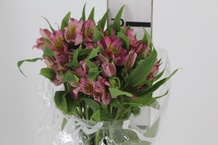 <h4>ALSTROEMERIA PINK ESCURA FANCY 060 IMPORTADA</h4>