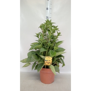 Rudbeckia fulgida 'Goldsturm'