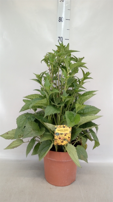 <h4>Rudbeckia fulgida 'Goldsturm'</h4>