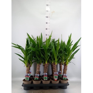 Yucca   ...