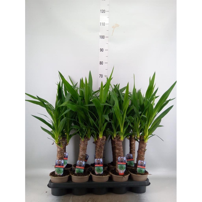 <h4>Yucca   ...</h4>