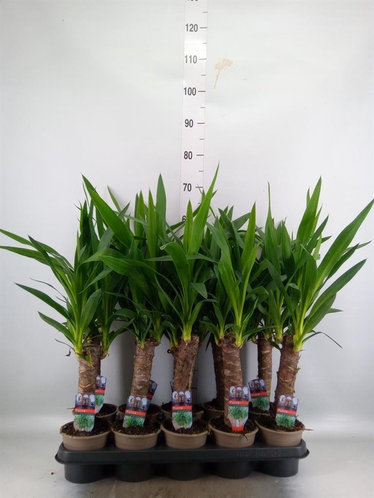 Yucca   ...
