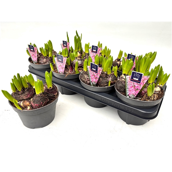 <h4>14 cm ROZE Hyacint Multiflora</h4>