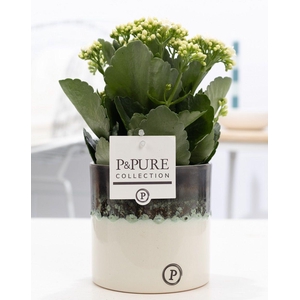 Kalanchoe white in P&PURE Illusion cer. perfectly imperfectable