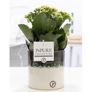 Kalanchoe white in P&PURE Illusion cer. perfectly imperfectable