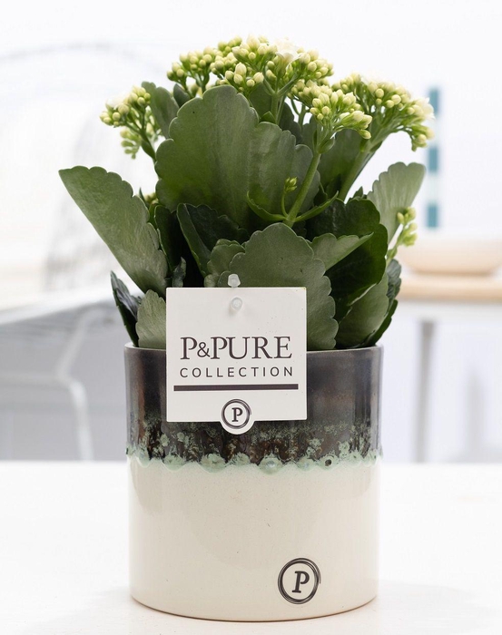 <h4>Kalanchoe white in P&PURE Illusion cer. perfectly imperfectable</h4>