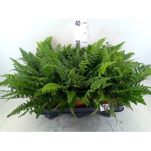 Polystichum tsussimense