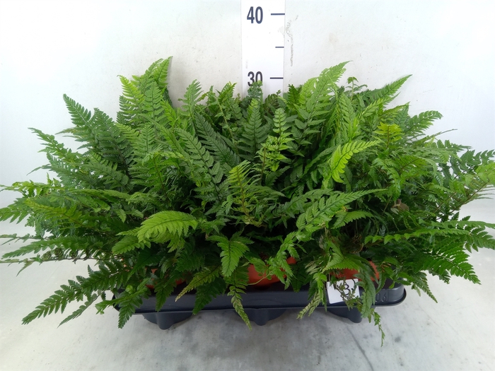 <h4>Polystichum tsussimense</h4>