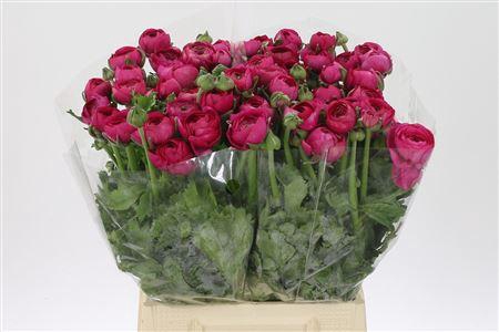 <h4>Ran El Hot Pink</h4>