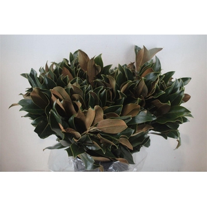 Magnolia Leaves P Bunch