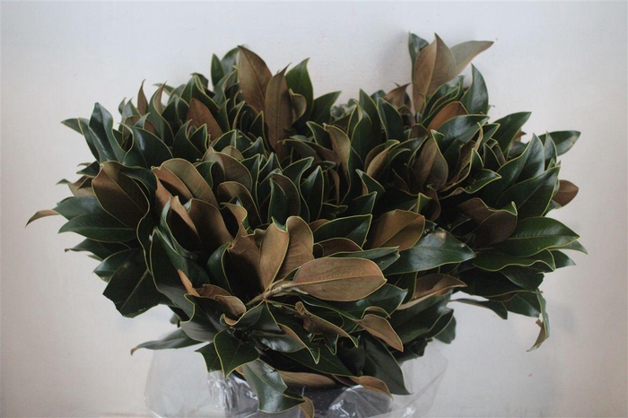 <h4>Magnolia Leaves P Bunch</h4>