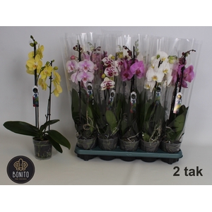 PHAL GEM 5 KL