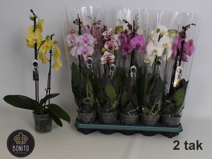 <h4>PHAL GEM 5 KL</h4>