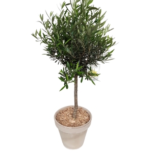Arr.   Tuinplanten H%