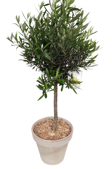 <h4>Arr.   Tuinplanten H%</h4>