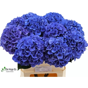 HYDR M ROY CROWN BL