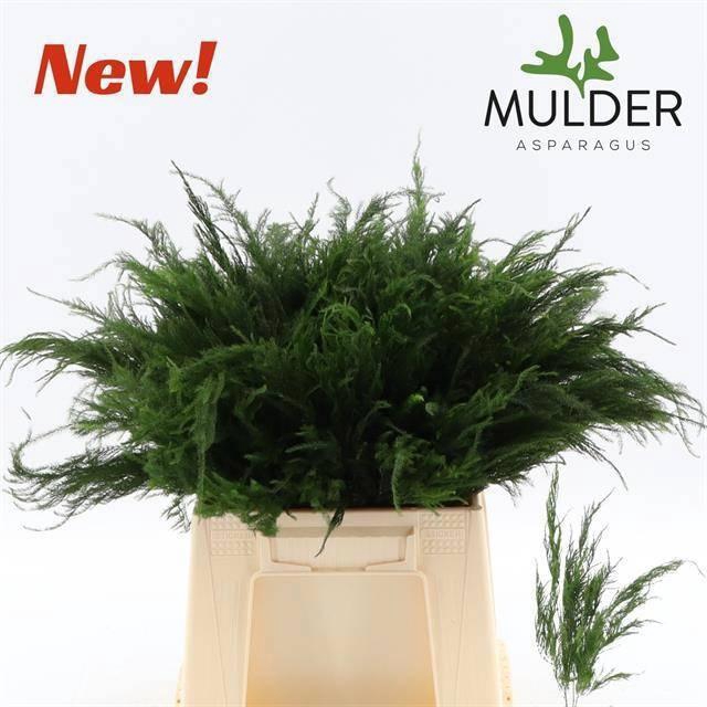 <h4>ASP S PYRAMIDALIS 40CM X 50 TAK</h4>