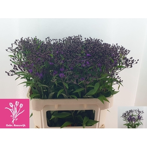 Vernonia Crinita