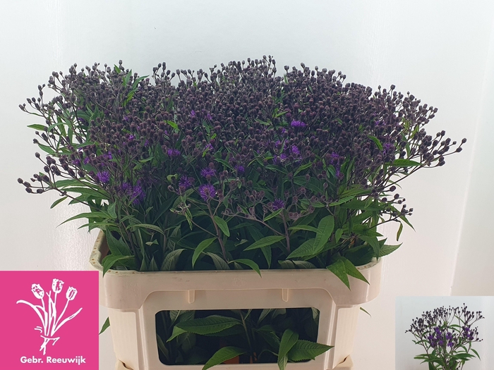 <h4>Vernonia Crinita</h4>