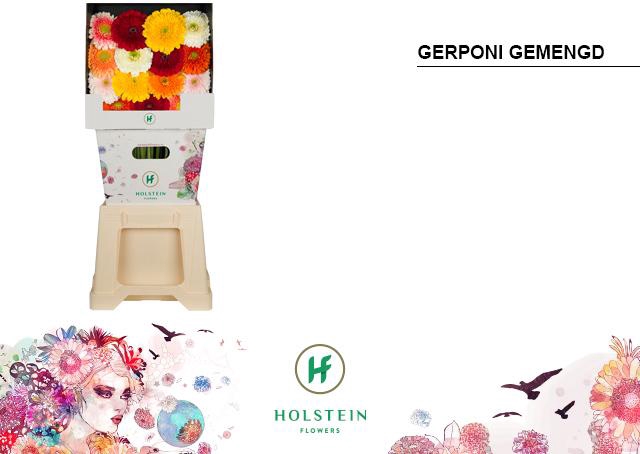 <h4>Ge Gbv Gerp Big Gem</h4>