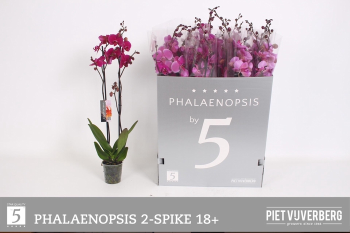 <h4>PHAL OV PAARS</h4>