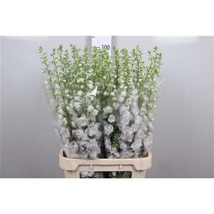 Delph Du Aurora White