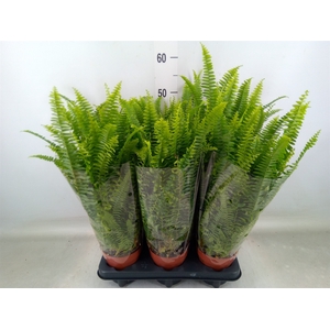 Nephrolepis exal. 'Green Lady'