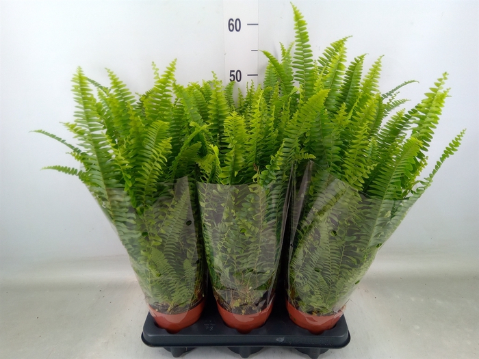 <h4>Nephrolepis exal. 'Green Lady'</h4>