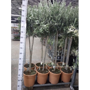 Olea europaea