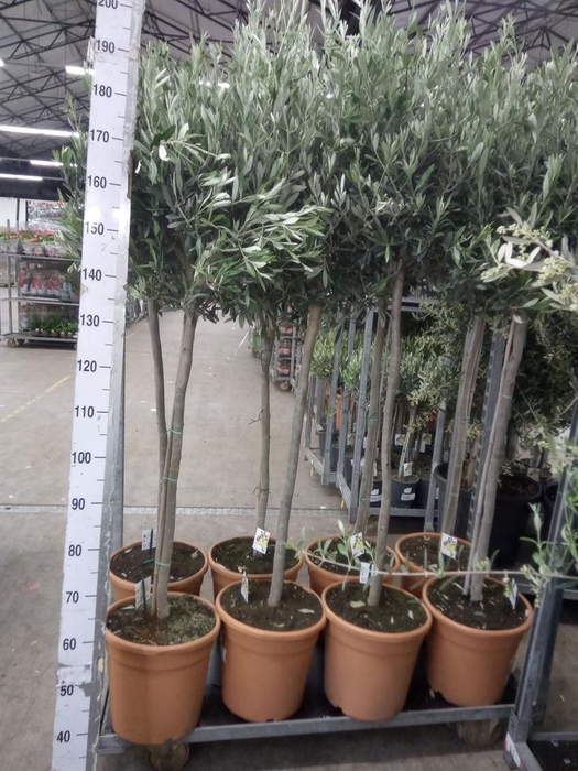 <h4>Olea europaea</h4>