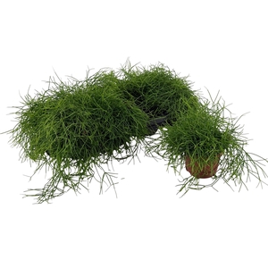 RHIPSALIS BA OASIS