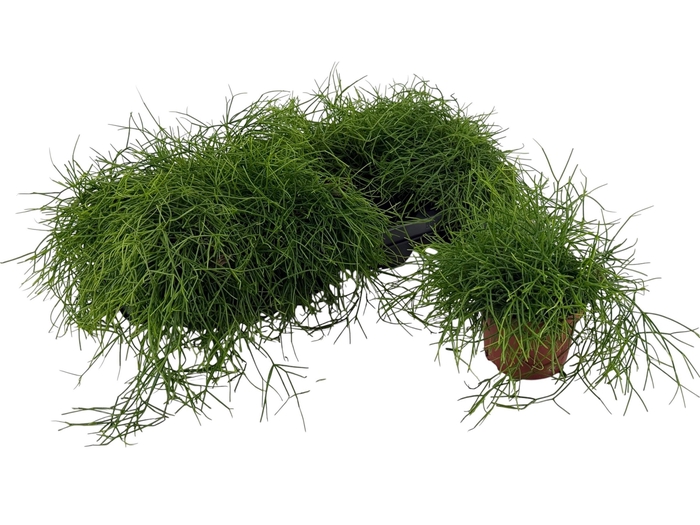 <h4>RHIPSALIS BA OASIS</h4>