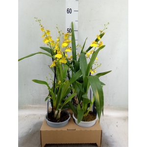 Oncidium   ...