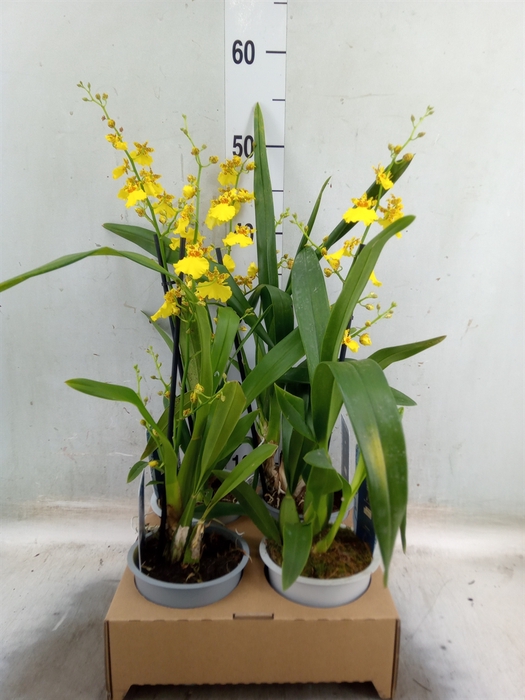 <h4>Oncidium   ...</h4>