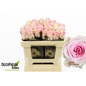 R Gr Duchesse