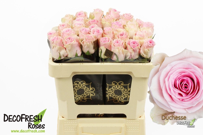 <h4>R Gr Duchesse</h4>