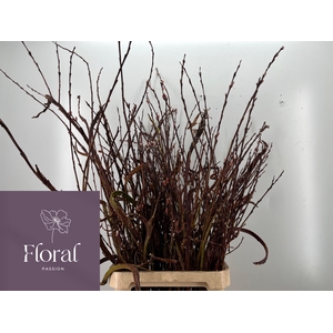 SALIX SEKKA BANDWILG