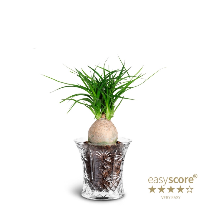 BEAUCARNEA RECURVATAP7 CRYSTAL