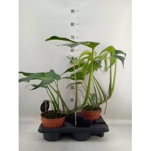 Monstera   ...