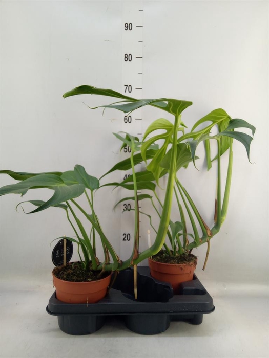 <h4>Monstera ...</h4>