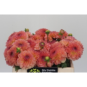 Dahlia Chanel