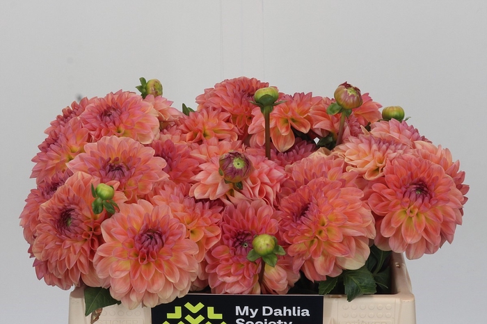 <h4>Dahlia Chanel</h4>