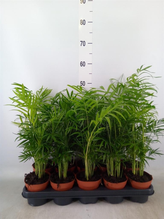 <h4>Chamaedorea elegans</h4>