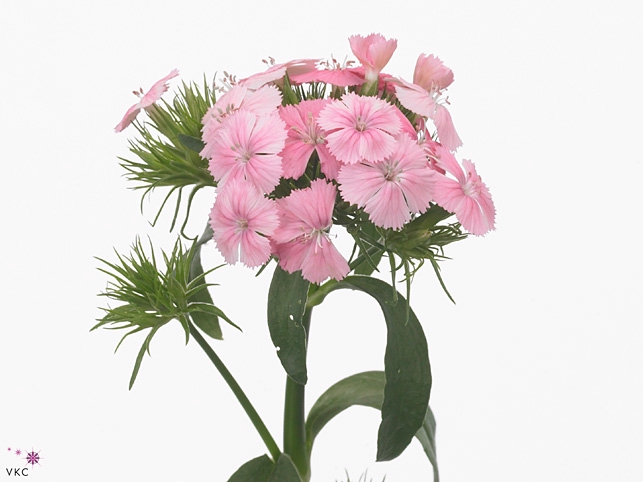 DI BARB ALDO ROSE