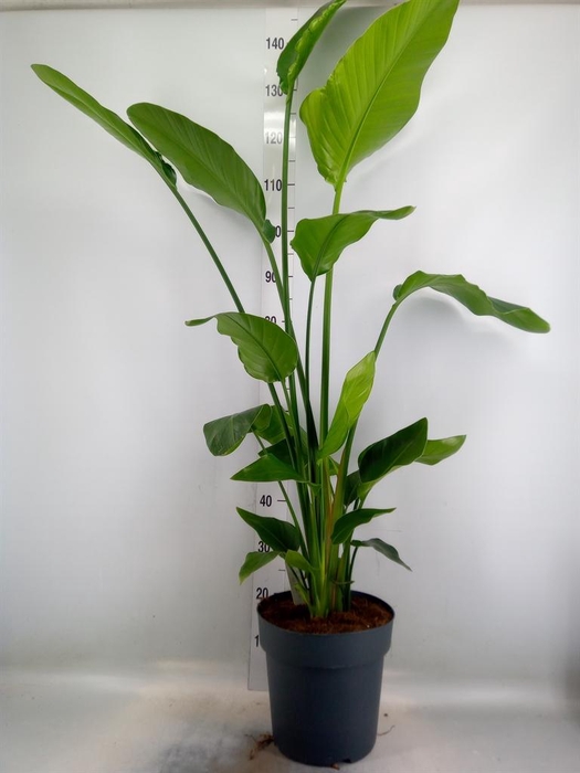 <h4>Strelitzia nicolai</h4>
