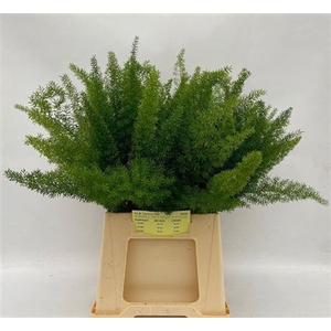 Asp Dens Myers 50 Cm