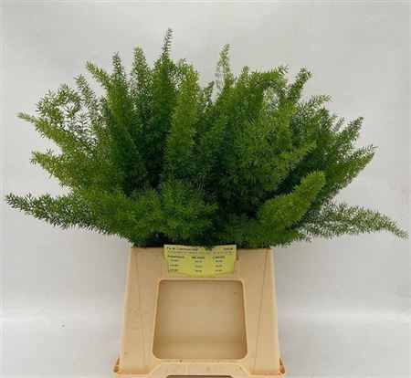 <h4>Asp Dens Myers 50 Cm</h4>