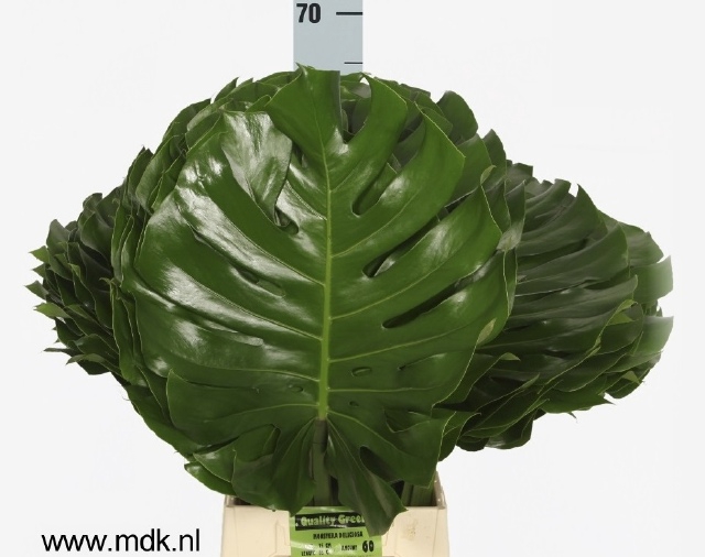 <h4>MONSTERA BLAD</h4>